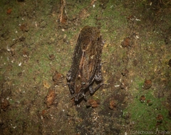 Errotasa neovalesiaca