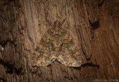 Polyclysta hypogrammata