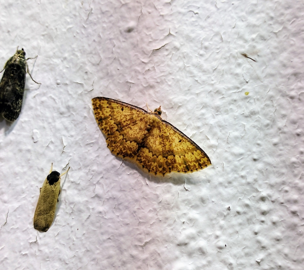 Synegia camptogrammaria