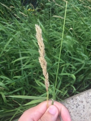 Phalaris arundinacea