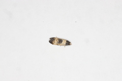 Neocochylis dubitana