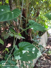 Cissus repens