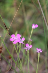 Dianthus deltoides deltoides