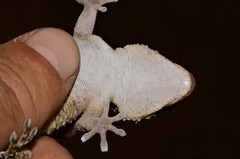 Button-Scaled Gecko photo 4
