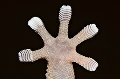 Button-Scaled Gecko photo 2