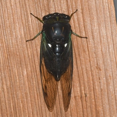 Neotibicen tibicen tibicen