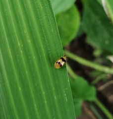 Monolepta bifasciata