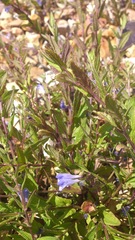 Scutellaria galericulata