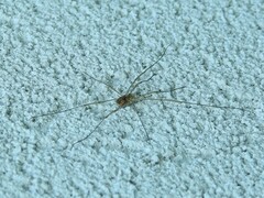 Rilaena triangularis