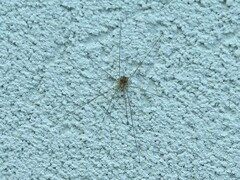 Rilaena triangularis