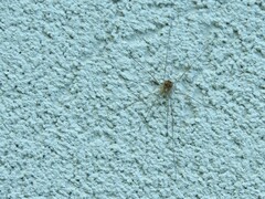 Rilaena triangularis