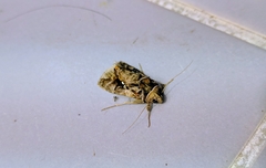 Plusiopalpa adrasta