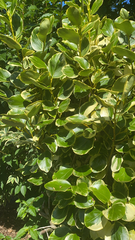 Griselinia littoralis