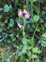 Silene dioica