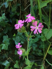 Silene dioica