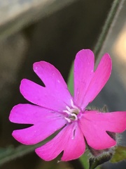 Silene dioica