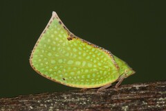 Salurnis marginella
