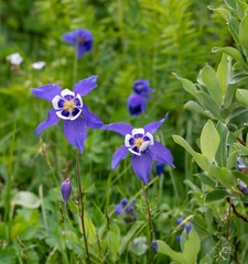 Aquilegia jucunda