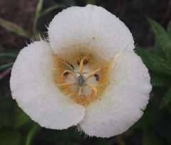 Calochortus subalpinus