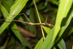 Oxyartes