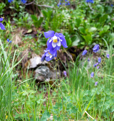 Aquilegia jucunda