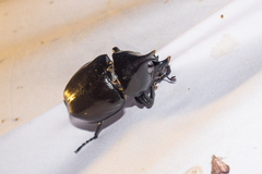 Xylotrupes mniszechi