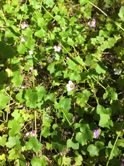 Cymbalaria muralis