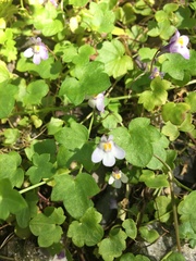 Cymbalaria muralis
