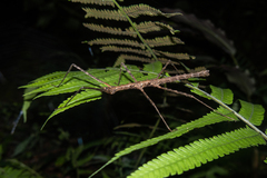 Spinoparapachymorpha