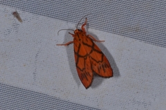 Fossia bachma bachma