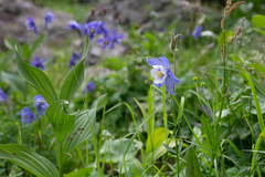 Aquilegia jucunda