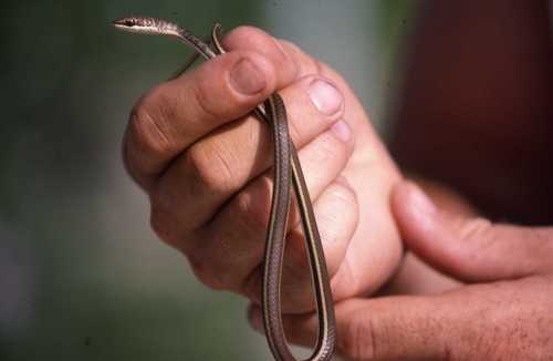Psammophis orientalis