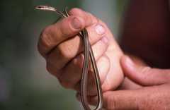 Psammophis orientalis