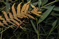 Spinoparapachymorpha spinosa