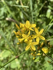 Hypericum hirsutum