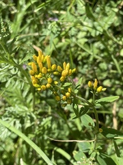 Hypericum hirsutum