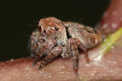 Carrhotus coronatus
