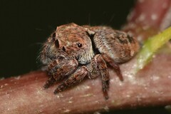 Carrhotus coronatus