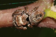 Carrhotus coronatus