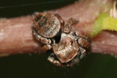 Carrhotus coronatus