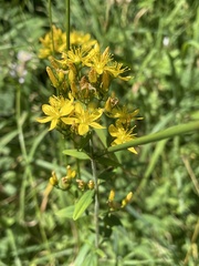 Hypericum hirsutum