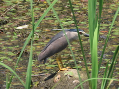 Nycticorax nycticorax