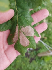 Acrocercops brongniardella