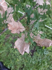 Acrocercops brongniardella