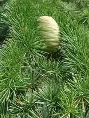 Cedrus libani