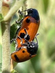 Clytra quadripunctata