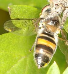 Betasyrphus adligatus