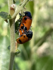 Clytra quadripunctata
