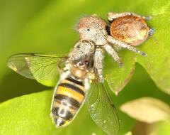 Betasyrphus adligatus