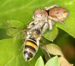 Betasyrphus adligatus